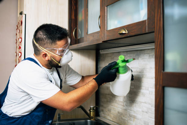 Best Residential Pest Control  in Rio Hondo, TX