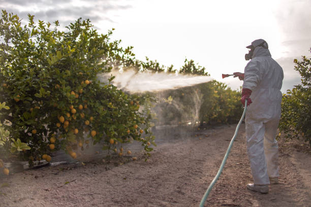 Best Termite Control Services  in Rio Hondo, TX