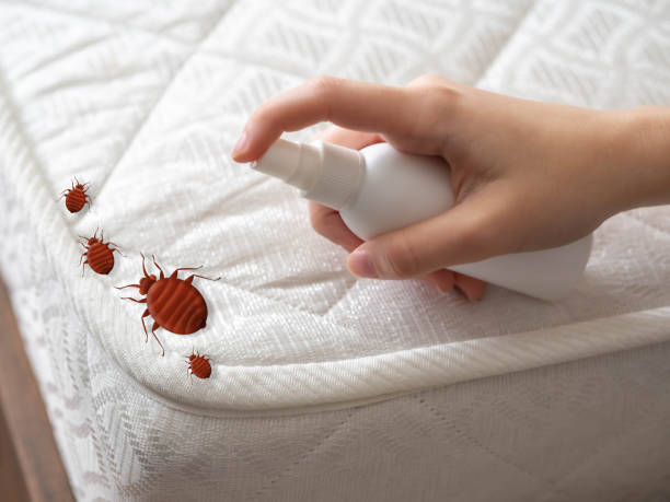 Best Affordable Pest Control Services  in Rio Hondo, TX