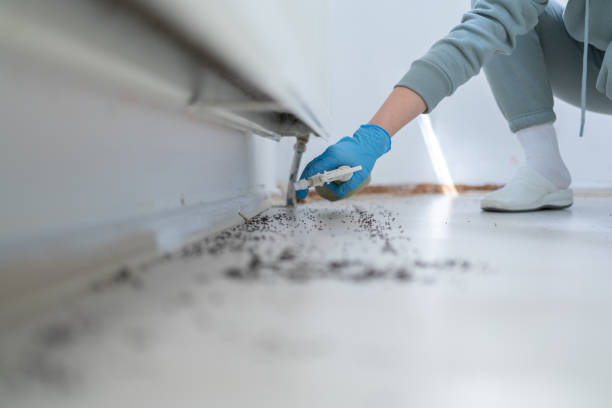 Best Best Pest Control Companies  in Rio Hondo, TX